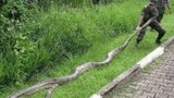 Sinh vật dài nhất thế giới không phải là rắn
