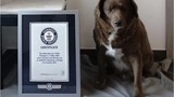 Tổ chức Guinness vinh danh chú chó già nhất thế giới 