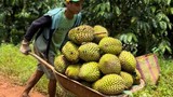 Những con số kỷ lục lịch sử về trái sầu riêng Việt Nam