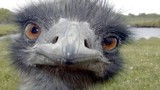 20.000 con chim khổng lồ càn quét khắp nước Úc 