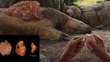Báu vật 25.000 năm làm thay đổi dòng thời gian nhân loại 