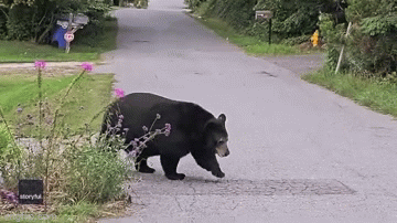 Clip: Bất ngờ phát hiện gấu lớn tự do đi dạo trên đường phố 