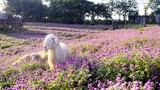 Khám phá cánh đồng hoa đẹp tựa trời Âu giữa lòng Hà Nội