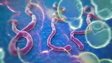 Bộ Y tế giám sát 4 người từ vùng Ebola về VN