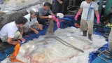 Những “thủy quái” khủng nhất phát hiện ở Việt Nam