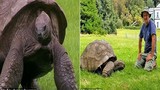 Cụ rùa già nhất thế giới lần đầu được tắm sau gần 200 năm 