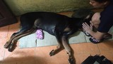 Đang hồi phục, chú chó Doberman bị đâm bỗng "chết tức tưởi"