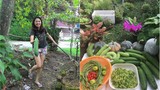 Mê mẩn vườn rau đón Tết 150m2 ở Malaysia của bà mẹ Việt