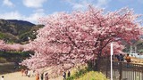 Có một nước Nhật đẹp như Photoshop vào mùa hoa anh đào nở