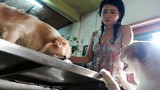 Chuyện về cô nàng độc thân nuôi 91 con chó ở Sài Gòn