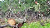 Ảnh: Hàng trăm cây gỗ rừng phòng hộ bị khoan gốc, đổ thuốc độc
