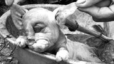 Kỳ dị chuyện lợn đẻ ra...“voi” ở Nghệ An