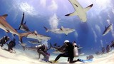Rợn người trước cảnh thợ lặn bị 80 con cá mập bao vây