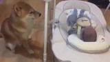 "Phát hờn" với khoảnh khắc chú chó thay mẹ ru em bé ngủ 