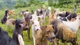 Video: Thiên đường trú ẩn của 900 chú chó hoang