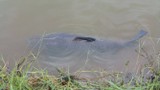 Câu được cá trắm “khủng” dài 1,3m, nặng 35 kg tại HN