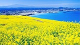 Ngắm những phong cảnh "chỉ có  ở Hàn Quốc"