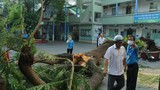Gần 30 học sinh bị thương, 1 em đã tử vong do cây đổ đè