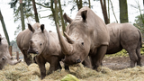 Những loài tê giác hiếm có khó tìm may mắn còn tồn tại
