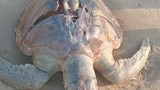 Xác rùa biển có vết nứt ở mai dạt vào bờ biển Vũng Tàu
