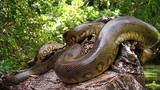 Kinh hãi loài rắn khổng lồ từng tung hoành trên Trái đất