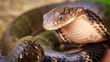 Top 7 loài rắn cực độc ở Việt Nam, nhìn thấy nhanh tránh xa 