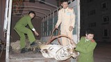 Bắt xe tải chở hổ đông lạnh nặng 120kg ở Nghệ An