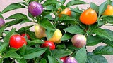 Dân Hà Nội phát cuồng trồng ớt bi nhiều màu độc lạ