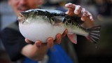 Vì sao cá nóc giết người của Nhật Bản đắt đỏ?