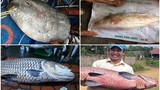Liên tiếp cá hiếm đắt đỏ mắc lưới ngư dân Việt