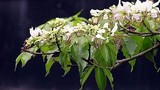 Mai trắng cổ thụ quý hiếm nở hoa trái mùa giữa Quảng Nam