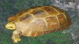 Bắt được rùa vàng cực hiếm, cực đắt nặng 3,3kg