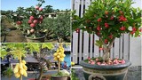 10 loại cây ăn quả cực hợp trồng chậu bonsai