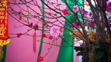 Ngắm cây đào ba loại hoa siêu độc lạ ở Hà Nội