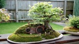 Mãn nhãn ngắm tiểu cảnh bonsai siêu lạ