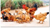 Bạc Liêu: Đàn gà 1.700 con nhiễm cúm gia cầm