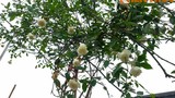 Ngắm vườn hồng bạc tỷ, trăm loại khoe sắc ở ngoại ô Hà Nội