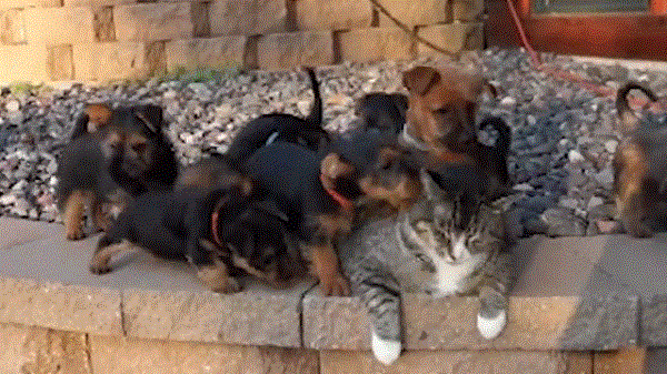 Video: Chú mèo “kiên nhẫn nhất thế gian” cam chịu tám chú cún con