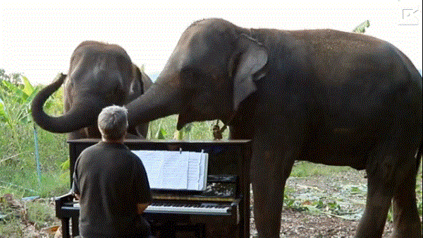 Video: Voi khuyết tật thích thú nghe đàn dương cầm