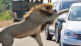 Hết hồn cảnh sư tử tấn công người qua cửa kính ô tô