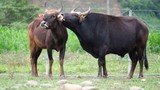 Thời hoàng kim của thế hệ "hậu duệ" bò tót rừng ở Ninh Thuận 