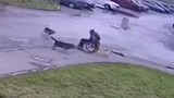 Thanh niên ngồi xe lăn “tử chiến” với đàn chó hoang