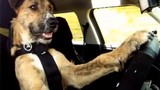 Chú chó thông minh nhất thế giới biết lái xe hơi