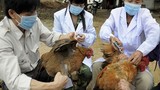 Trưởng ban thú y bị nhiễm cúm A H5N1