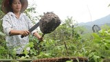 Chi tiết đặc sản núi rừng đãi đại gia Việt