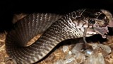 “Khách sạn” cho rắn độc nhất vô nhị ở miền Tây