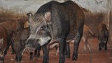 Trang trại nuôi 12.000 lợn rừng kỳ dị ở Việt Nam