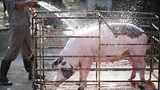 Bên trong trang trại nuôi lợn 5 sao ở Hà Nội