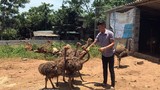 Trưởng thôn mặt “búng ra sữa” kiếm trăm triệu nhờ nuôi chim