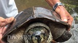 Lão nông miền Tây nuôi hàng trăm con rùa “khủng”
